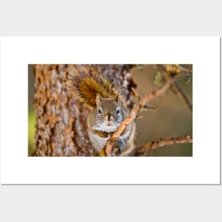 Red Squirrel Posters and Art